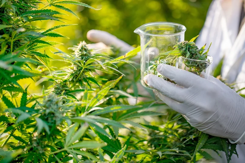 Tilray Stock's Ridiculous Surge: What's Really Going On and Why You Should Probably Ignore It